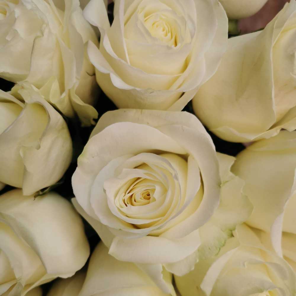 Rose Blanche